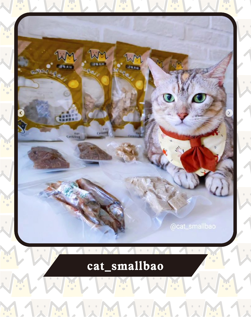 ｛部落客｝cat_smallbao (頂王小寶)強力推薦